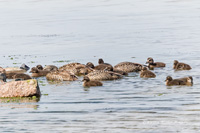 Eiderente (Familie)