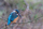 Eisvogel - Winter 2024/25 -