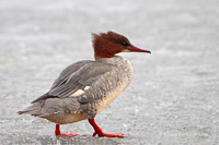 Gänsesäger (w)
