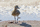 Goldregenpfeifer - Herbst -
