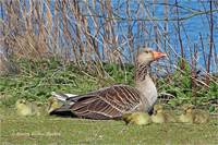 Graugans (Familie)