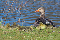 Graugans (Familie)