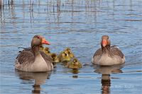 Graugans (Familie)