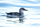 Gryllteiste - Winter 2024/25 -