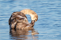 Höckerschwan