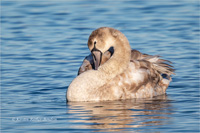 Höckerschwan