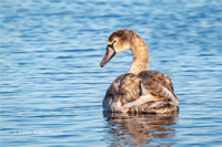 Höckerschwan