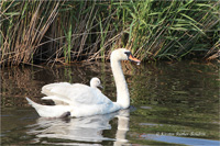 Höckerschwan (Familie)