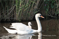 Höckerschwan (Familie)