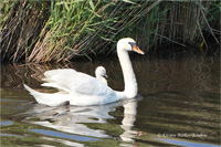 Höckerschwan (Familie)