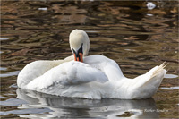 Höckerschwan