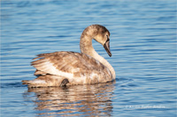 Höckerschwan (Jugend)