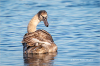 Höckerschwan (Küken)