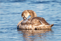 Höckerschwan (Jugend)