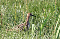 Kampfläufer