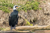 Kormoran