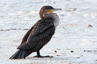 Kormoran