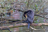 Kormoran