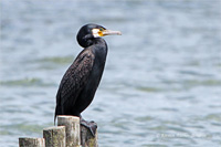 Kormoran