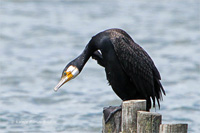 Kormoran