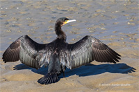 Kormoran