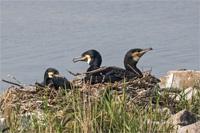 Kormoran