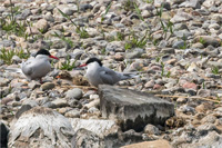 Küstenseeschwalbe (Familie)