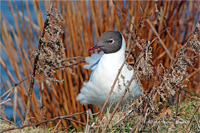 Lachmöwe