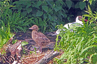 Lachmöwe (Familie)