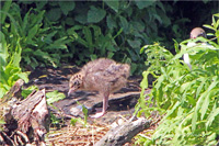 Lachmöwe (Familie)