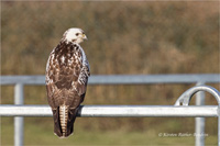 Mäusebussard (Jugend)