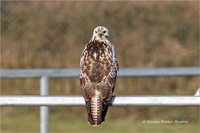 Mäusebussard (Jugend)