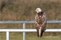 Mäusebussard (Jugend)