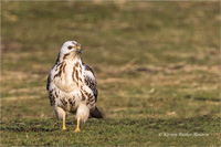 Mäusebussard (Jugend)