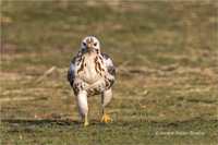 Mäusebussard (Jugend)