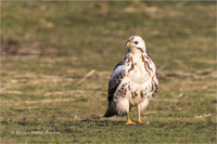 Mäusebussard (Jugend)