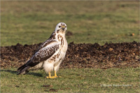 Mäusebussard (Jugend)