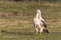 Mäusebussard (Jugend)