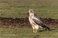 Mäusebussard (Jugend)