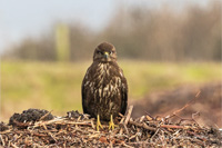 Mäusebussard