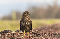 Mäusebussard