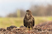 Mäusebussard