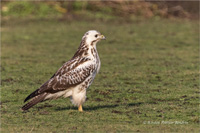 Mäusebussard (Jugend)