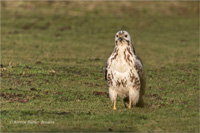 Mäusebussard (Jugend)