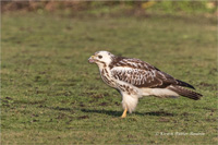 Mäusebussard (Jugend)