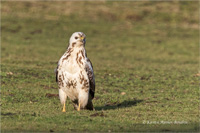 Mäusebussard (Jugend)