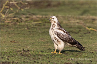 Mäusebussard (Jugend)