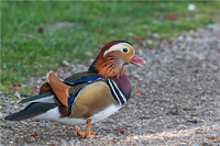 Mandarinente (m)