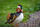Mandarinente - Herbst 2024 -