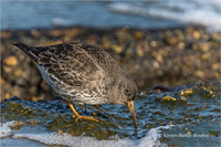 Meerstrandläufer